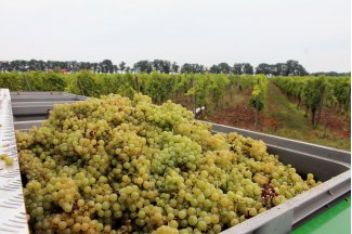 vino
